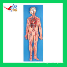 Advanced human anatomy model,human circulatory system